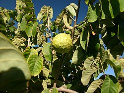 Suomuannoona eli kirimoija (Annona cherimola)