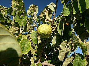 Cherimoyatræ (Annona cherimola).