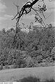 Blick auf das Schloss 1953/54