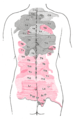 Areas of distribution of the cutaneous branches of the posterior divisions of the spinal nerves.