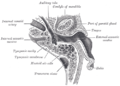 Horisontalsnitt gjennom venstre øyre; helix er merka nede til høgre