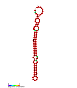 MiR-127 secondary structure.png