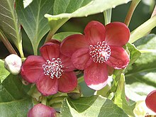 Schisandra rubriflora (Schisandraceae in Austrobaileyales)