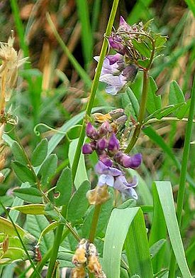 Aitovirna (Vicia sepium)