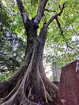 Trunk of Parkia timoriana