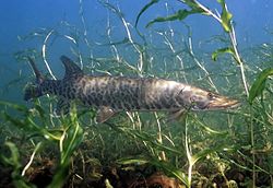 Maskinonga (Esox masquinongy)