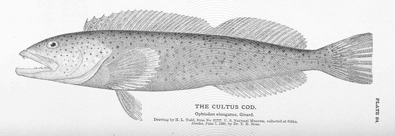 File:FMIB 50936 Cultus Cod.jpeg