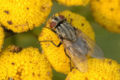 Musca autumnalis Fêmea