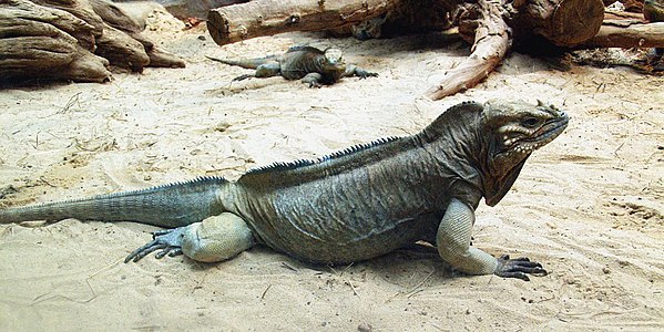 Cyclura cornuta