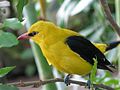 Golden oriole