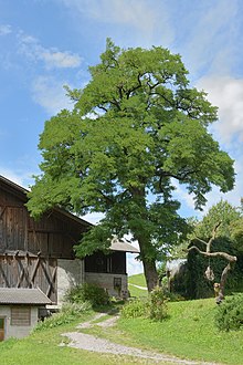 Storrobinia