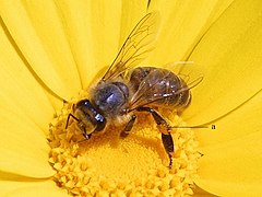 A bee gathering pollen