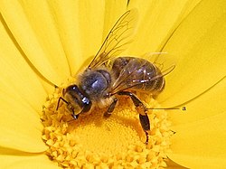 Eiropas medus bite (Apis mellifera)