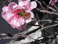 Bee on a peach blossom