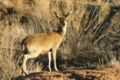 Klipspringer