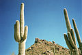 Saguaros dans le parc national de Saguaro.