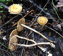 Conocybe vestita