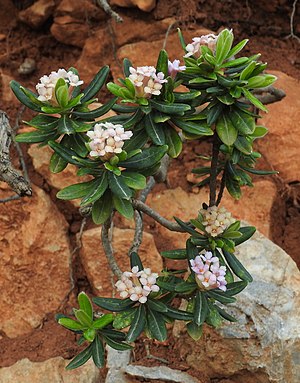 silkeca dafno (Daphne sericea)