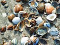 Verschillende strandschelpen