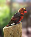 Dusky Lory