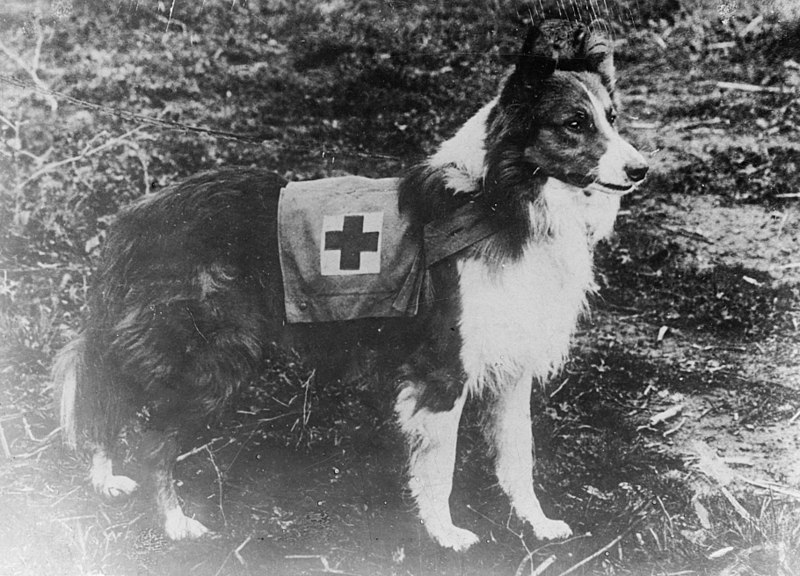 File:Red Cross collie.jpg