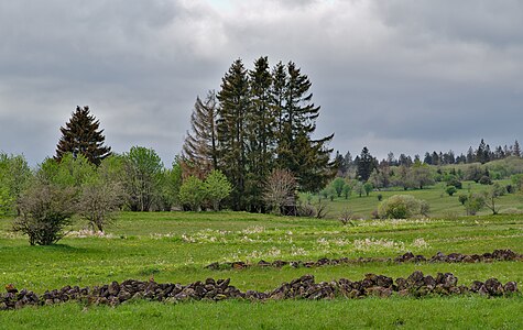 Strukturreiche Kulturlandschaft im Naturschutzgebiet „Lange Rhön“ mit Feldgehölzen und Trockenmauern Foto: Jan Czeczotka