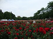 与野公園のバラ園