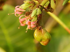 Blomster