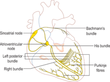 O feixe de Bachmann conduz o impulso elétrico ao átrio esquerdo.