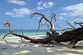 Trees on the beach, East side