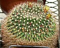 Mammillaria petrophila ssp. baxteriana