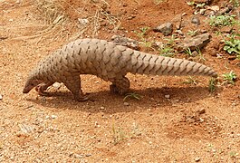 Grand pangolin de l'Inde (Manis crassicaudata).