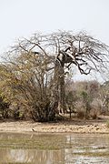 Baobab