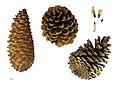 Pinus pinaster