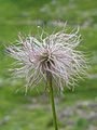 Dijaspore u rodu Pulsatilla (porodica Ranunculaceae) se šire, pa svaka ili grupa ahenija ima dodatke za raznošenje vjetrom