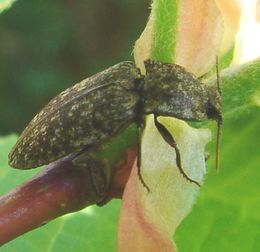 Kanapėtasis sprakšis (Adelocera murina)