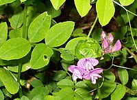 Vicia dumetorum