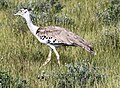 Etosha NP, Namibia