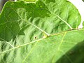 Épines sur feuille d'aubergine plante à œufs.