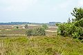 Heath near Elspeet