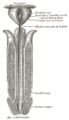 Male urethra.