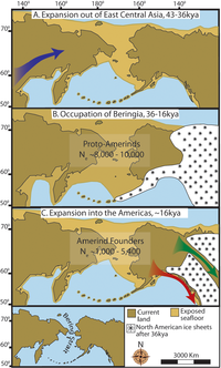 Tre mappe dell'America preistorica. (A) L'allora graduale espansione della popolazione degli antenati amerindi dal loro corredo genetico centro-est asiatico (freccia blu). (B) Occupazione protoamerindia della Beringia con crescita della popolazione da scarsa a o assente per ≈20.000 anni. (C) Rapida colonizzazione del Nuovo Mondo da parte di un gruppo fondatore che migrò verso sud attraverso il corridoio dell'entroterra, libero dai ghiacci, tra la Laurentide orientale e le Calotte Glaciali occidentali della Cordigliera (freccia verde) e/o lungo la costa pacifica (freccia rossa). In (B), è mostrato il fondale marino esposto nella sua maggiore estensione durante durante l'ultimo massimo glaciale a ≈20–18 kya [25]. In (A) e (C), il fondale marino esposto è raffigurato a ≈40 kya e a ≈16 kya, quando i livelli marini preistorici erano comparabili. Una versione in scala ridotta della Beringia oggi (60% riduzione al 60% di A–C) è presentata nell'angolo in basso a sinistra. Questa mappa più piccola mette in evidenza lo Stretto di Bering che separa geograficamente il Nuovo Mondo dall'Asia da ≈11–10 kya.