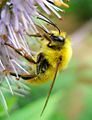 Bombus sp. Babarón