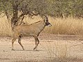 Antilope cheval