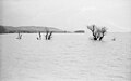 Hochwasser des Flusses bei Bodrogkeresztúr (1964)