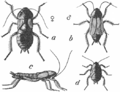 a – samica b – samiec c – samica z boku d – młody karaluch