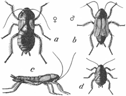 Juodasis tarakonas (Blatta orientalis)