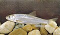 Common dace