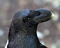 White-necked Raven