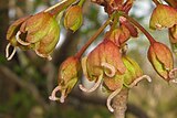 Female A. diabolicum flowers with curled stigmas